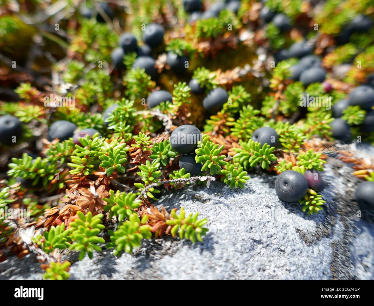 Piante di mirtilli e bacche che crescono nell'ambiente della tundra artica durante la stagione più calda Foto Stock