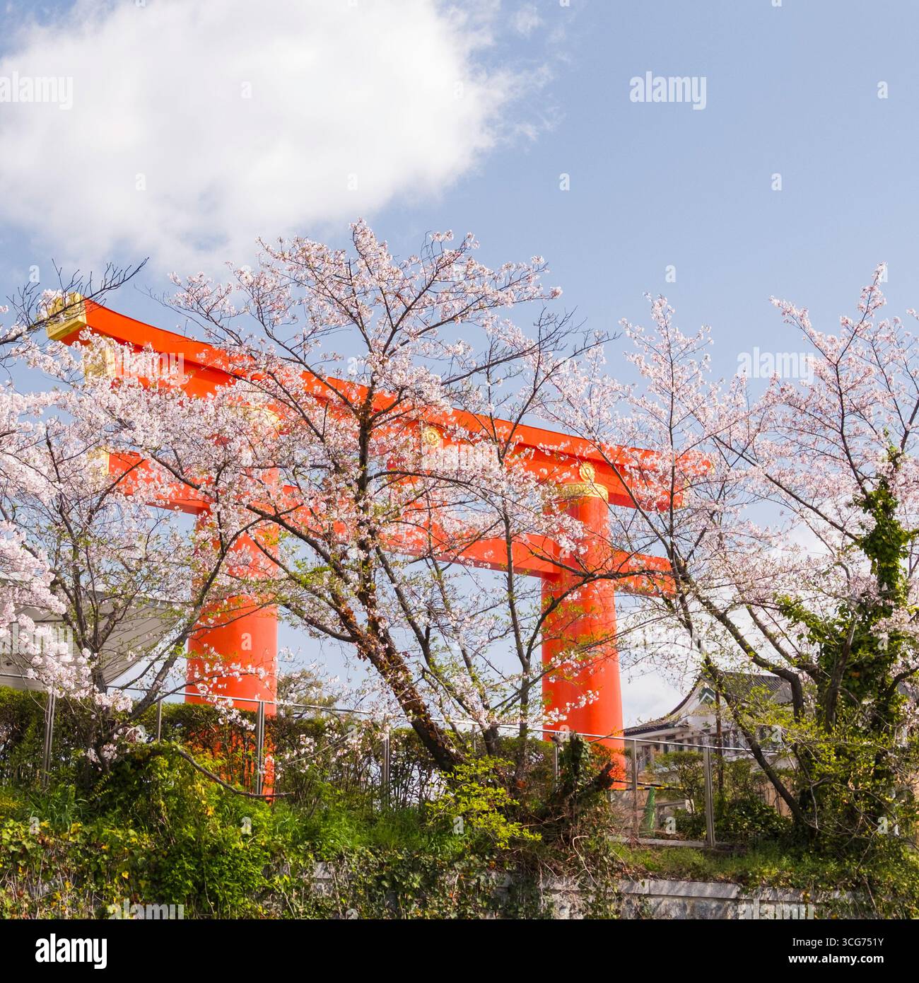 Heian-Jingu Shrine Grand Torii dietro i ciliegi giapponesi in fiore lungo il canale Okazaki, Sakyo, Kyoto, Kansai, Honshu, Giappone Foto Stock