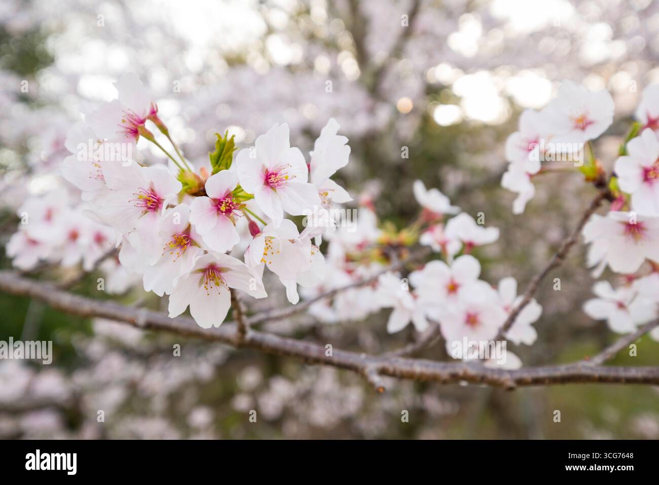 Dettaglio dei ciliegi giapponesi in fiore lungo l'Incline Keage la mattina presto, Higashiyama, Kyoto, Kansai, Honshu, Giappone Foto Stock