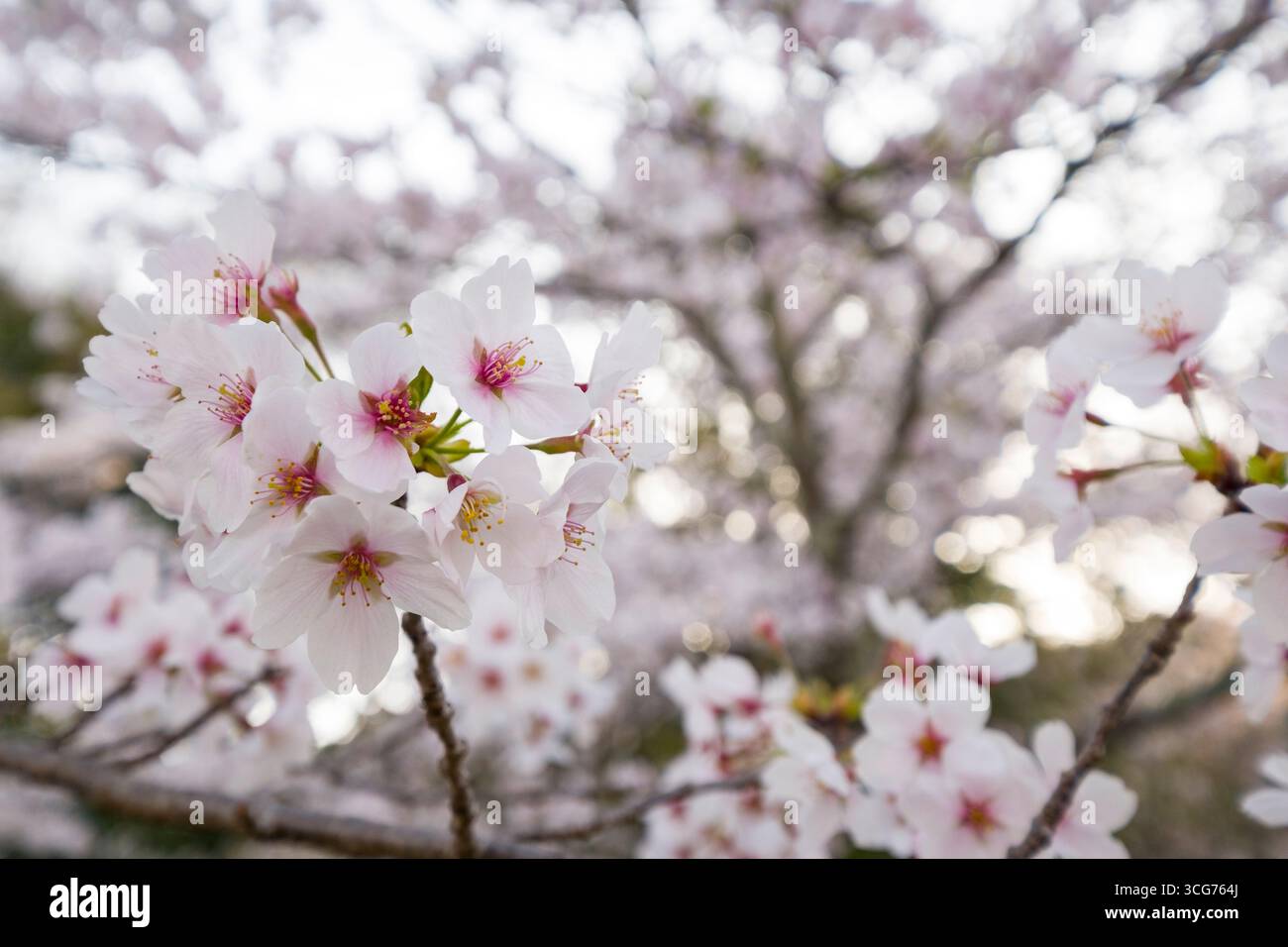 Dettaglio dei ciliegi giapponesi in fiore lungo l'Incline Keage la mattina presto, Higashiyama, Kyoto, Kansai, Honshu, Giappone Foto Stock