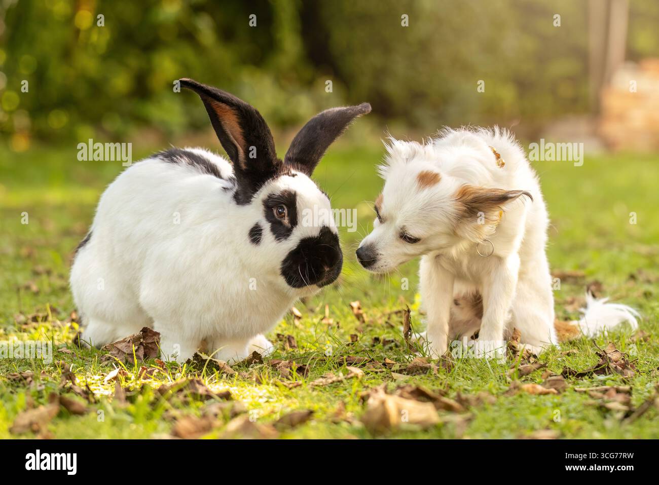Giocoso cane giovane e coniglio gigante insieme nel giardino Foto Stock