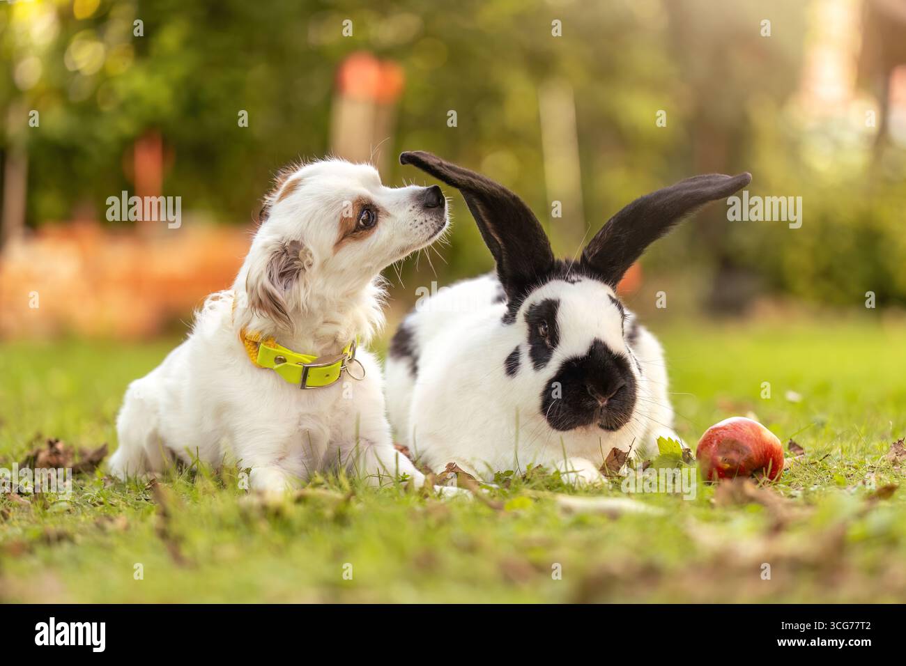 Giocoso cane giovane e coniglio gigante insieme nel giardino Foto Stock