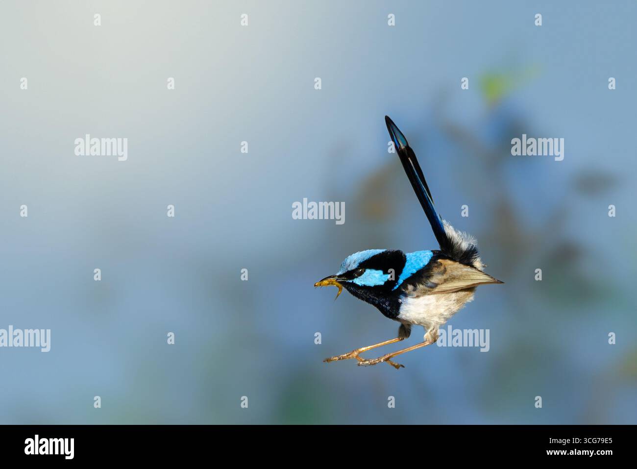 Blue Bird in Flight Holding Insect su sfondo sfocato Foto Stock