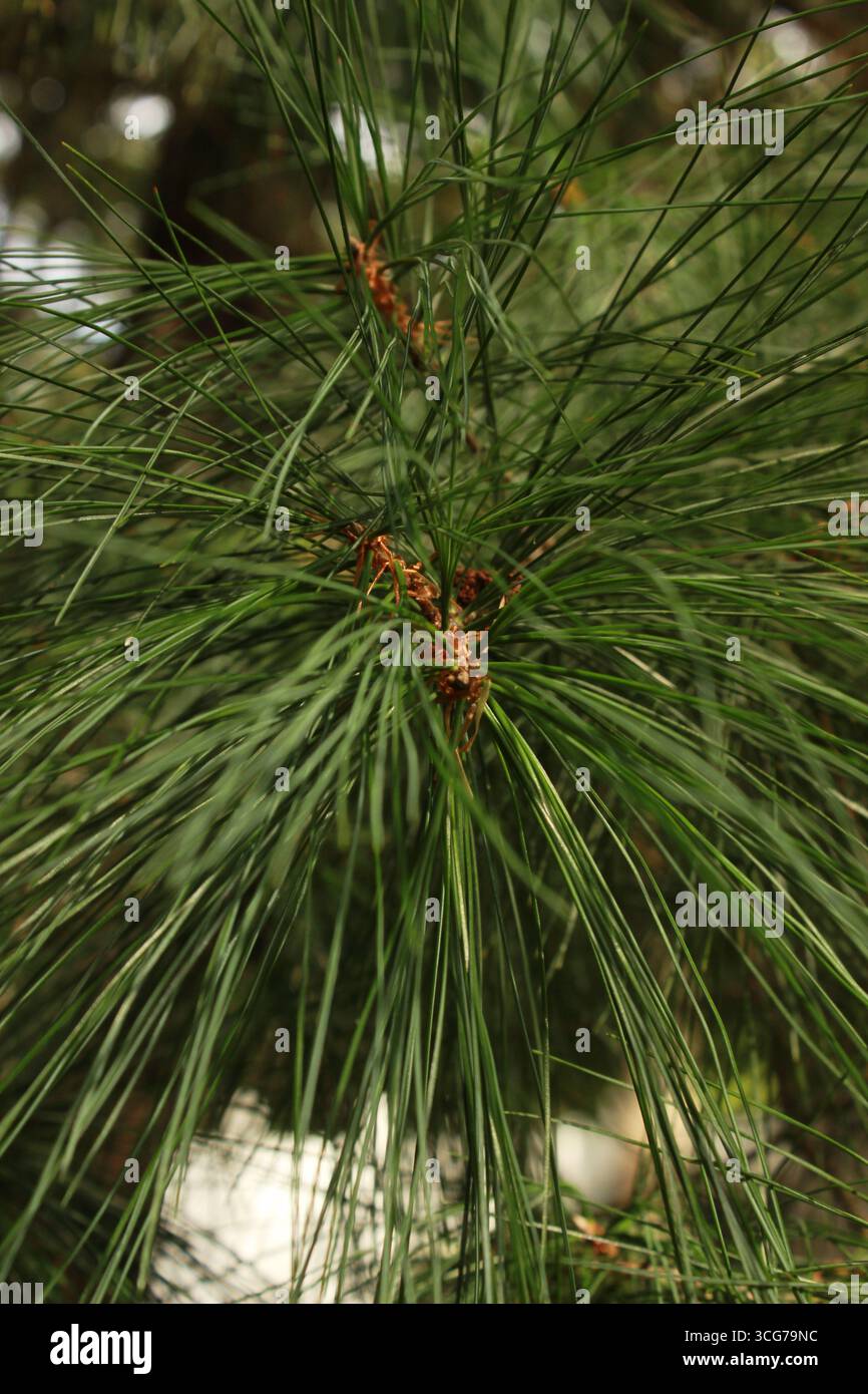 Close up di aghi di pino Foto Stock