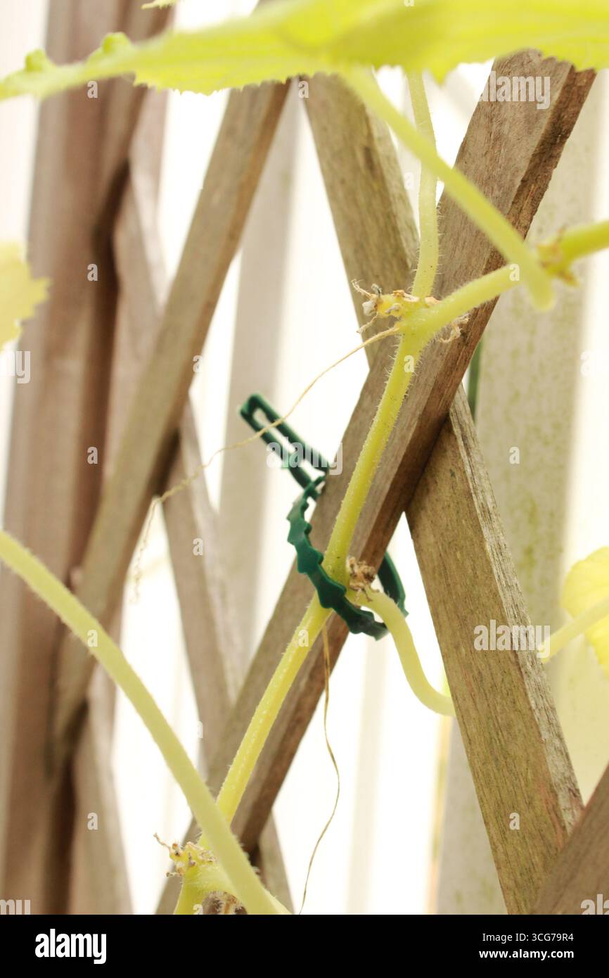 foglie verdi sullo sfondo del giardino Foto Stock