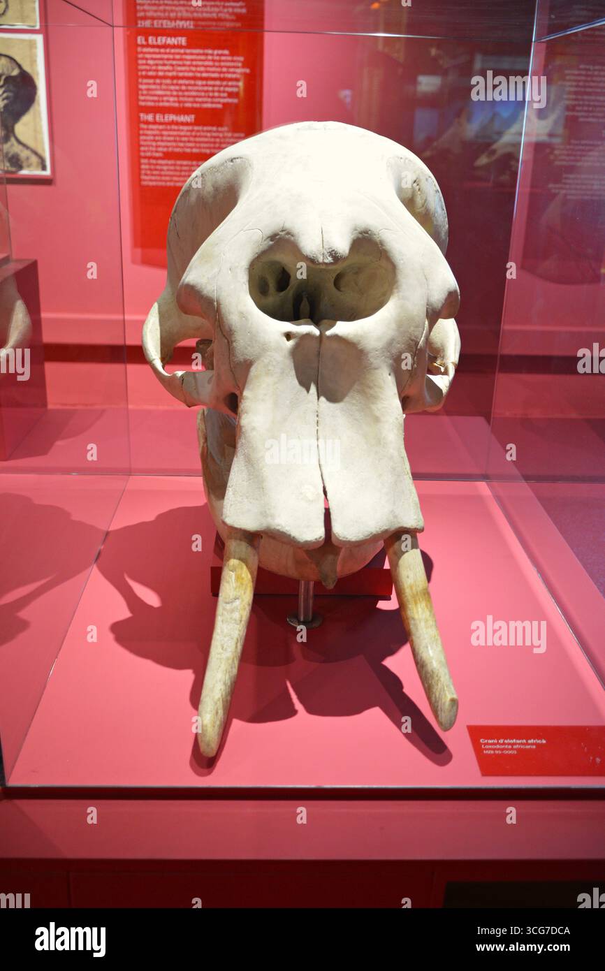 Mostre al Museo di Scienze naturali di Barcellona, ​​Catalonia, Spagna Foto Stock