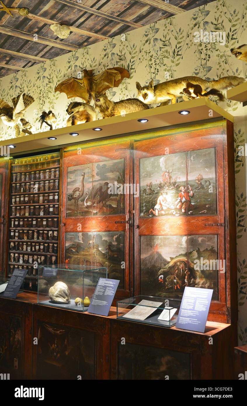 Mostre al Museo di Scienze naturali di Barcellona, ​​Catalonia, Spagna Foto Stock