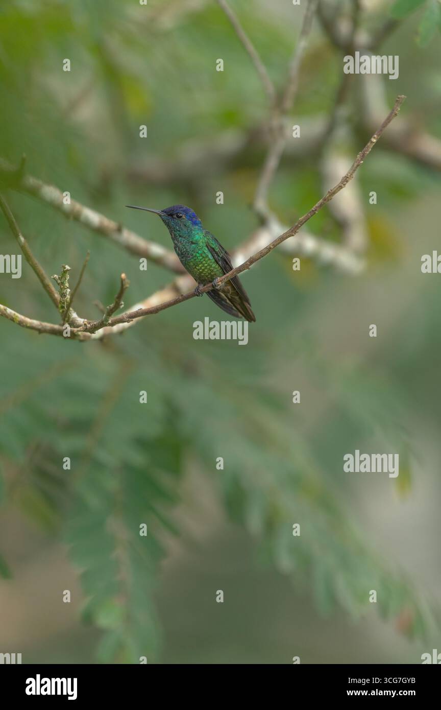 Zaffiro dalla coda dorata maschile arroccato Foto Stock