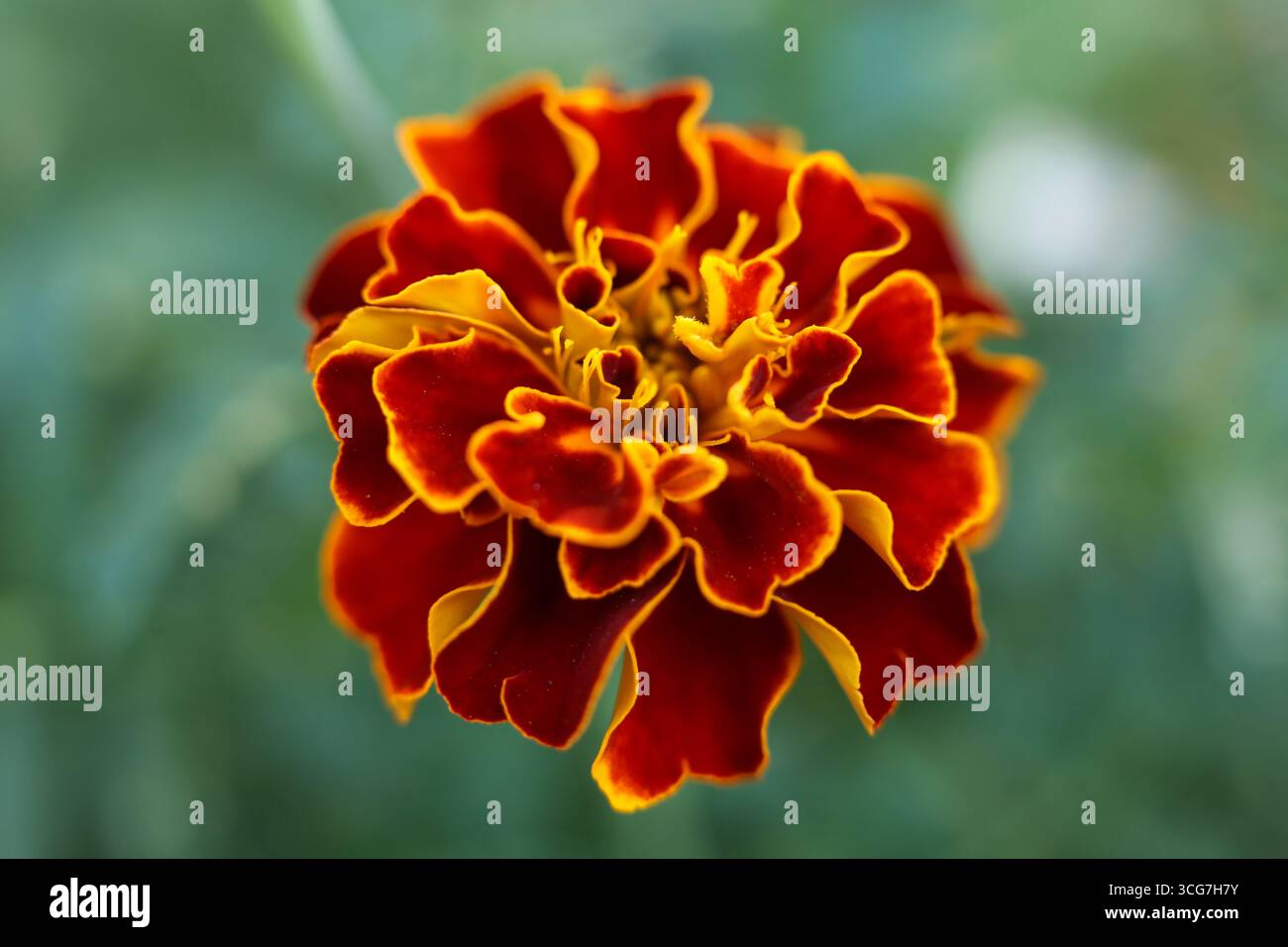 Fiore d'arancia di Tagetes patula, la calendula francese, da vicino nel giardino Foto Stock