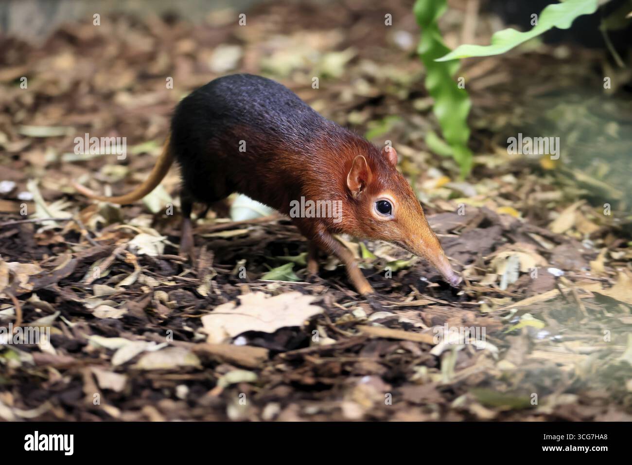 Cane proboscide con spalle rosse (Rhynchocyon petersi), maglione proboscide, adulto, foraggiatore, vigile, sul campo, Africa orientale, Africa, prigioniera Foto Stock