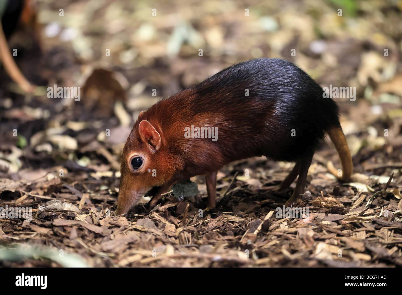 Cane proboscide con spalle rosse (Rhynchocyon petersi), maglione proboscide, adulto, foraggiatore, vigile, sul campo, Africa orientale, Africa, prigioniera Foto Stock
