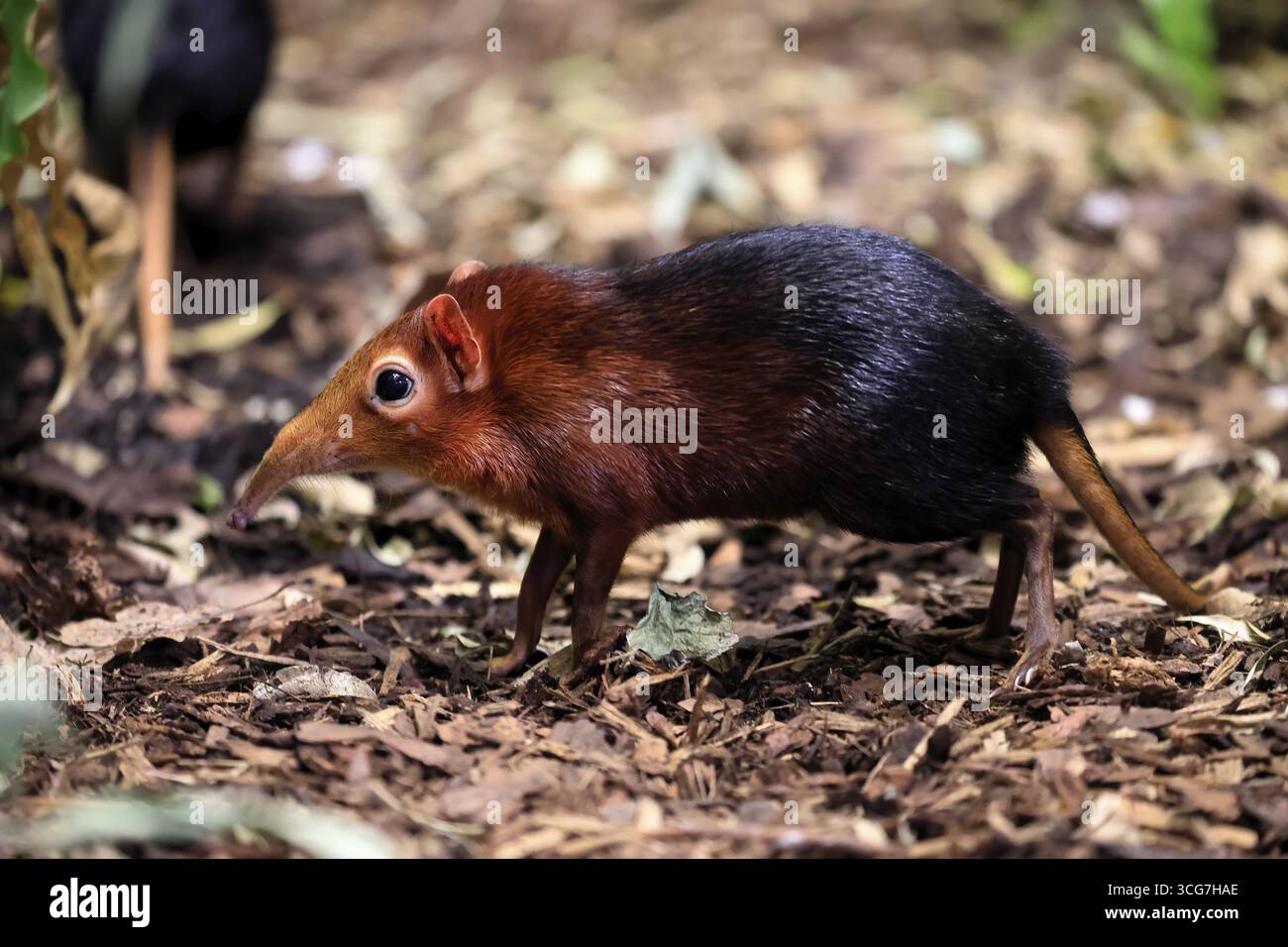 Cane proboscide con spalle rosse (Rhynchocyon petersi), maglione proboscide, adulto, foraggiatore, vigile, sul campo, Africa orientale, Africa, prigioniera Foto Stock