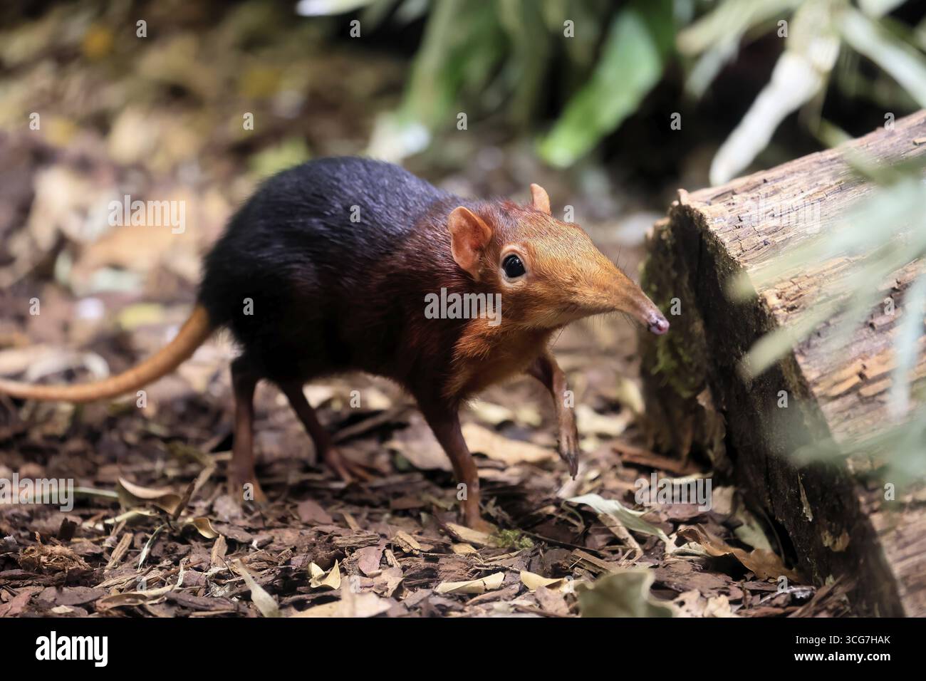 Cane proboscide con spalle rosse (Rhynchocyon petersi), maglione proboscide, adulto, foraggiatore, vigile, sul campo, Africa orientale, Africa, prigioniera Foto Stock