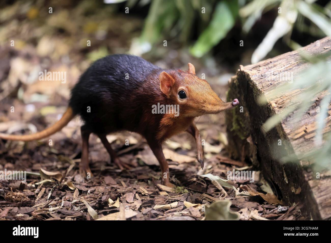 Cane proboscide con spalle rosse (Rhynchocyon petersi), maglione proboscide, adulto, foraggiatore, vigile, sul campo, Africa orientale, Africa, prigioniera Foto Stock
