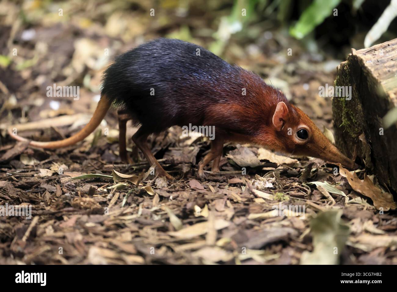 Cane proboscide con spalle rosse (Rhynchocyon petersi), maglione proboscide, adulto, foraggiatore, vigile, sul campo, Africa orientale, Africa, prigioniera Foto Stock
