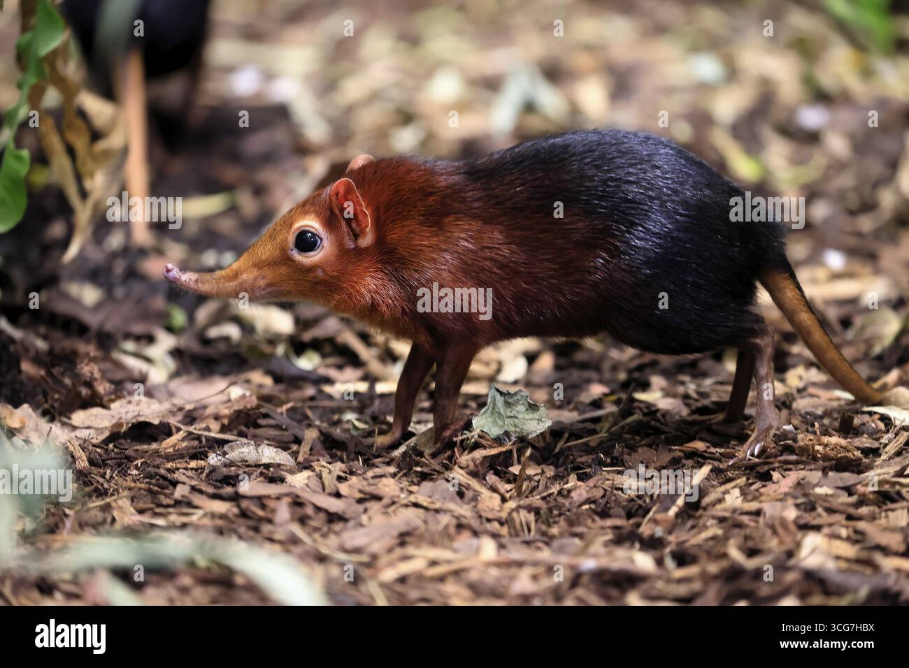 Cane proboscide con spalle rosse (Rhynchocyon petersi), maglione proboscide, adulto, foraggiatore, vigile, sul campo, Africa orientale, Africa, prigioniera Foto Stock