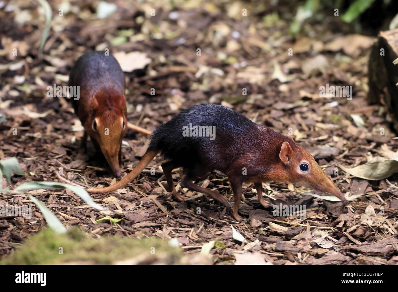 Cane proboscide con spalline rosse (Rhynchocyon petersi), maglione proboscide, adulto, foraggio, coppia, due, vigilante, sul campo, Africa orientale, Africa, prigioniero Foto Stock