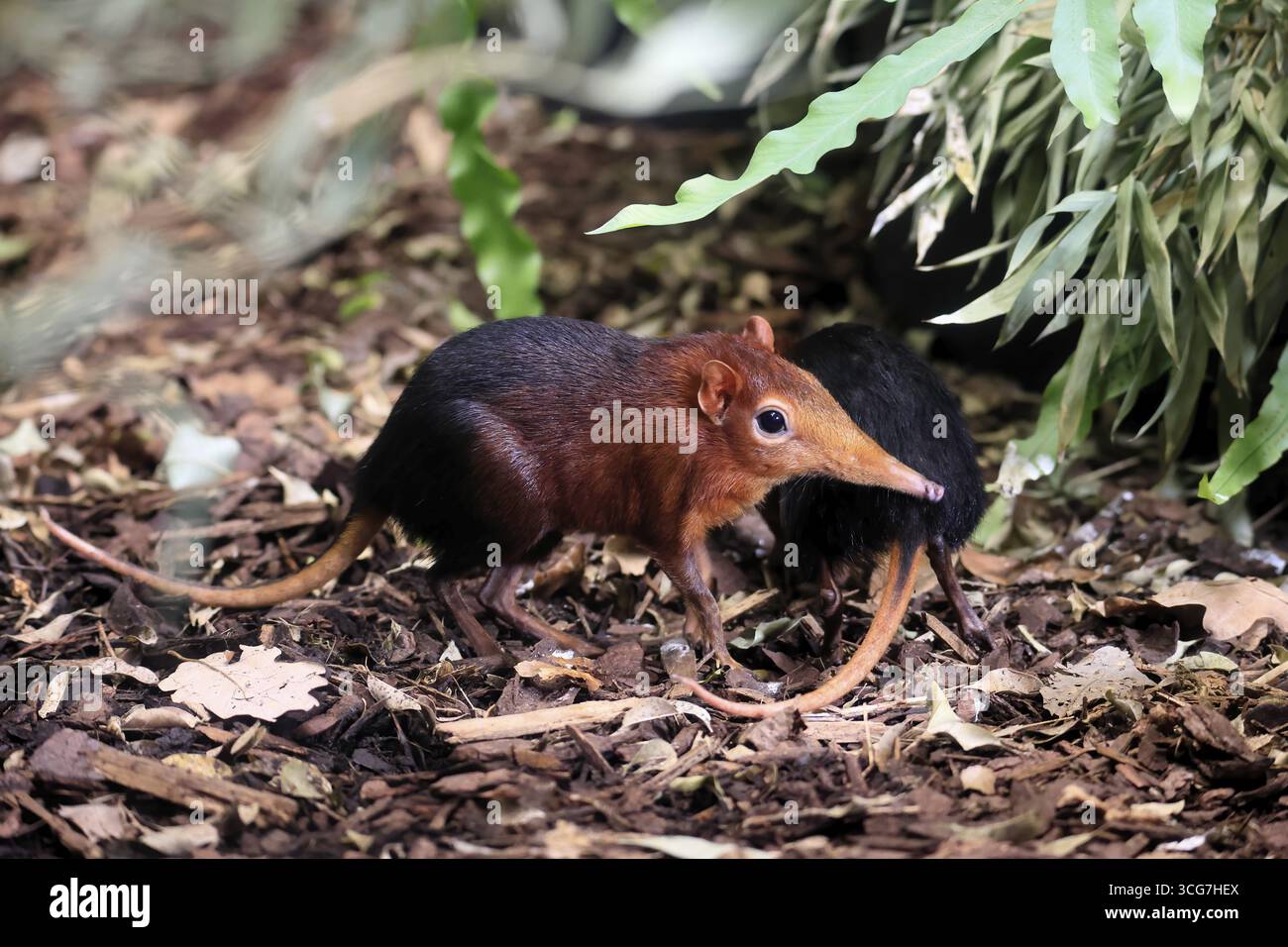 Cane proboscide con spalline rosse (Rhynchocyon petersi), maglione proboscide, adulto, foraggio, coppia, due, vigilante, sul campo, Africa orientale, Africa, prigioniero Foto Stock