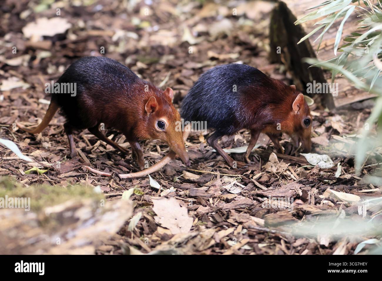 Cane proboscide con spalline rosse (Rhynchocyon petersi), maglione proboscide, adulto, foraggio, coppia, due, vigilante, sul campo, Africa orientale, Africa, prigioniero Foto Stock
