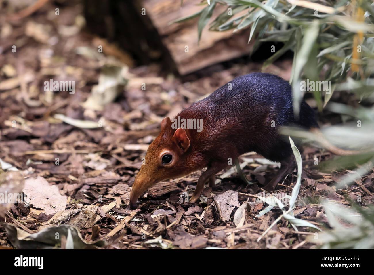 Cane proboscide con spalle rosse (Rhynchocyon petersi), maglione proboscide, adulto, foraggiatore, vigile, sul campo, Africa orientale, Africa, prigioniera Foto Stock