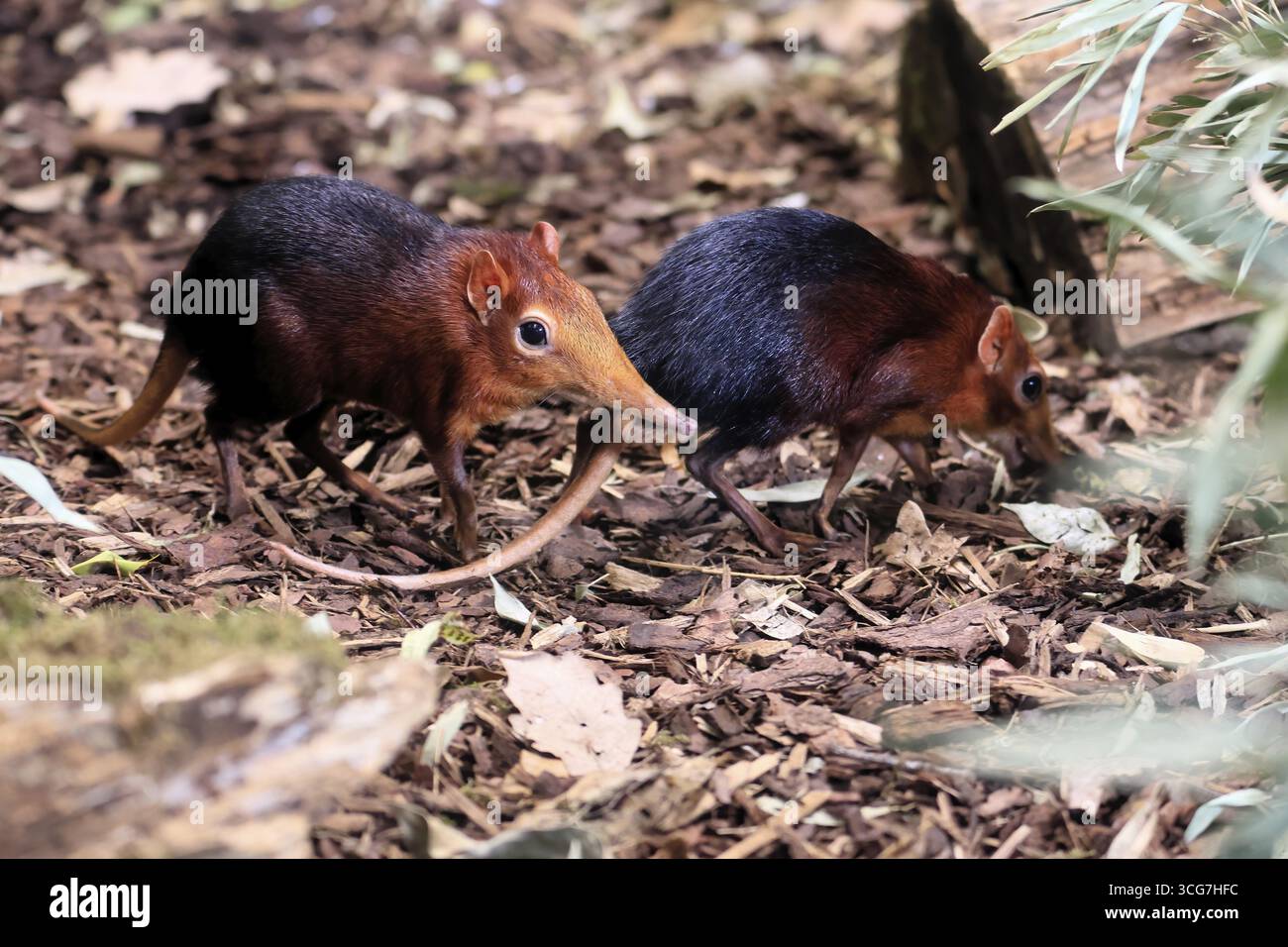 Cane proboscide con spalline rosse (Rhynchocyon petersi), maglione proboscide, adulto, foraggio, coppia, due, vigilante, sul campo, Africa orientale, Africa, prigioniero Foto Stock