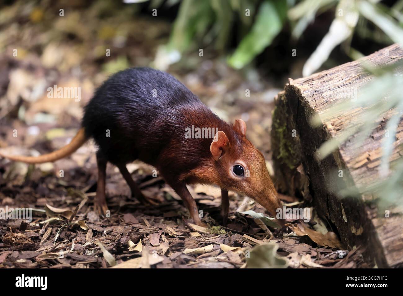 Cane proboscide con spalle rosse (Rhynchocyon petersi), maglione proboscide, adulto, foraggiatore, vigile, sul campo, Africa orientale, Africa, prigioniera Foto Stock