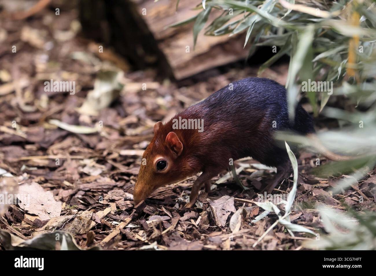 Cane proboscide con spalle rosse (Rhynchocyon petersi), maglione proboscide, adulto, foraggiatore, vigile, sul campo, Africa orientale, Africa, prigioniera Foto Stock