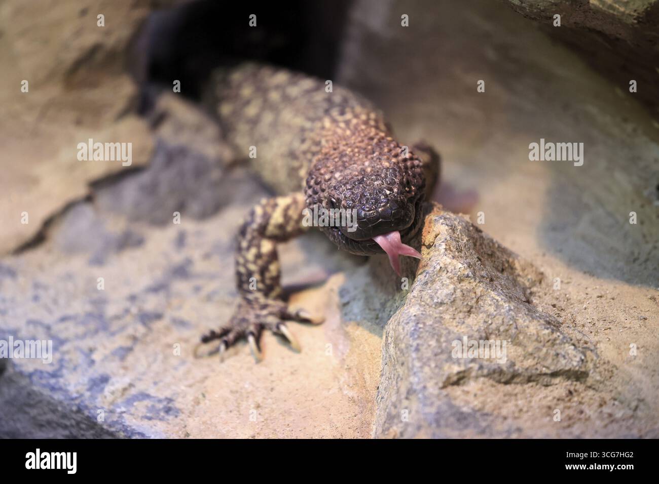 Lucertola crosta di scorpione (Heloderma horridum), adulto, ritratto, a terra, notturno, Lambing, Messico, Nord America, prigioniero Foto Stock