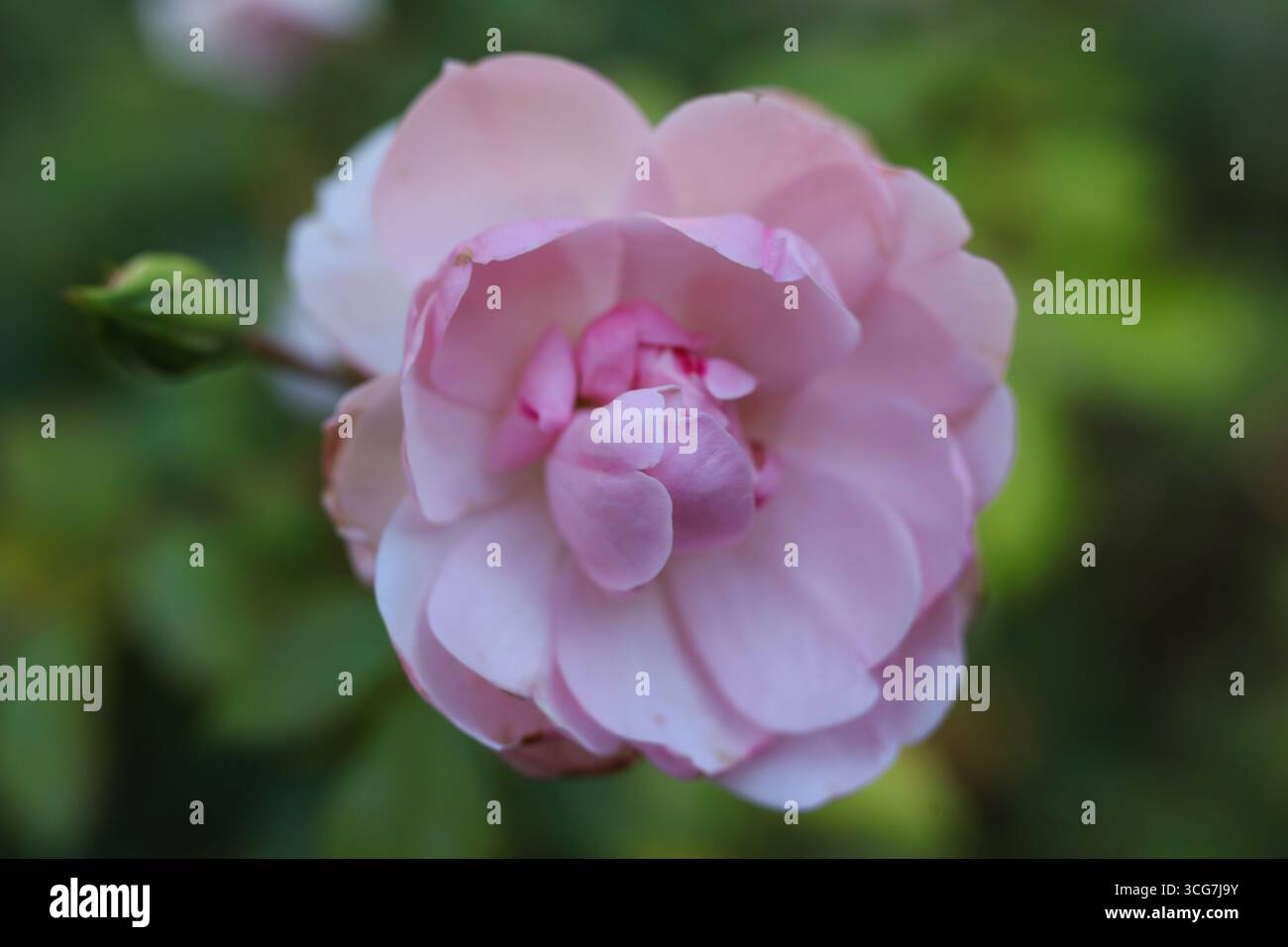 Rosa in giardino, primo piano di foto con messa a fuoco morbida Foto Stock