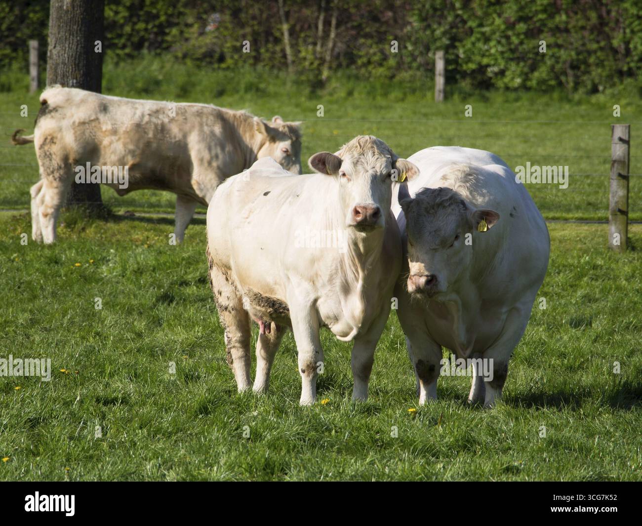 Tre mucche che pascolano pacificamente su un prato verde, una tranquilla scena rurale sotto un cielo blu, borken, muensterland, germania Foto Stock