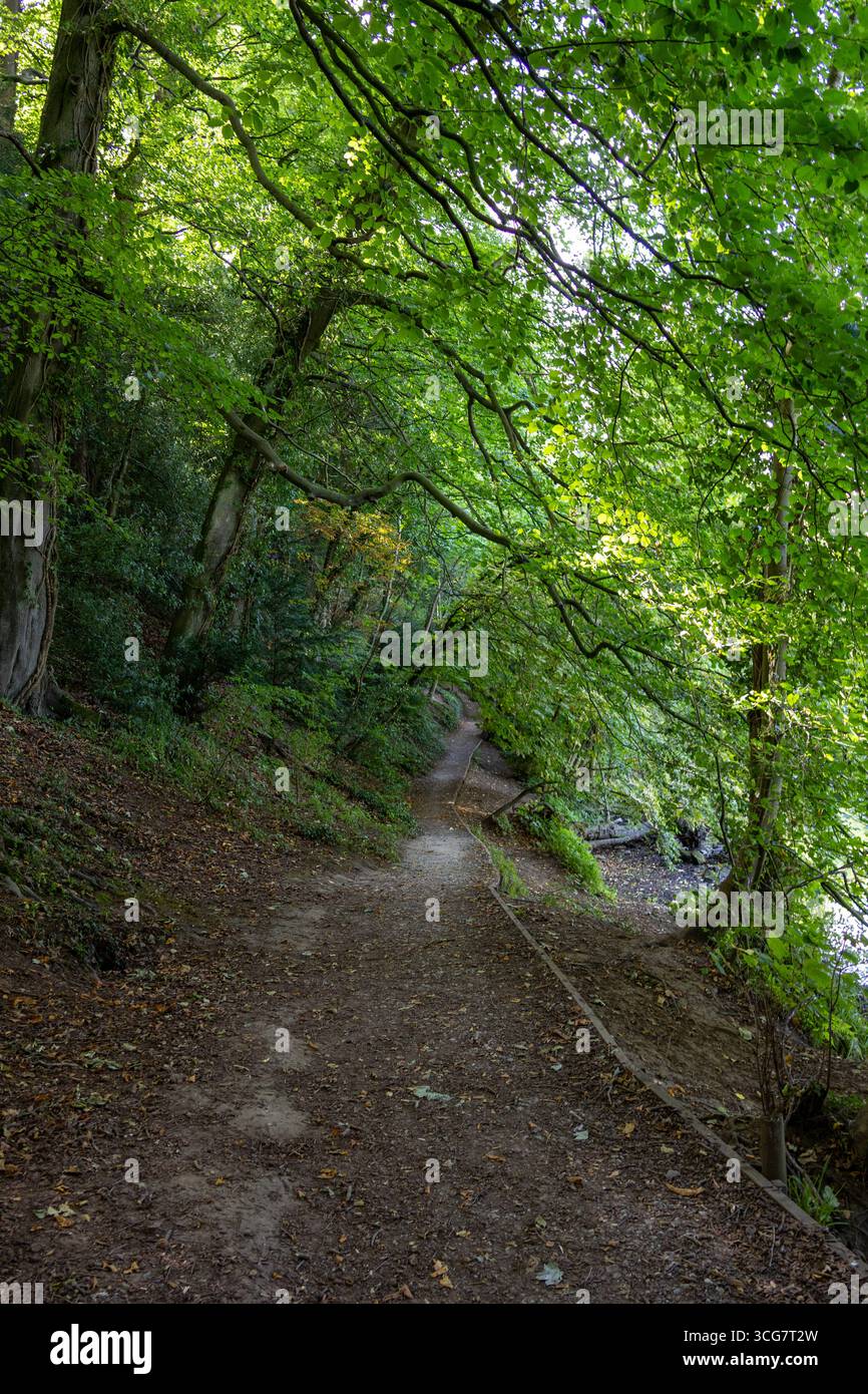 Un sentiero naturale per passeggiate in terra battuta che si snoda attraverso una foresta con alti alberi verdi e fogliame estivo, creando una tranquilla atmosfera all'aperto Foto Stock