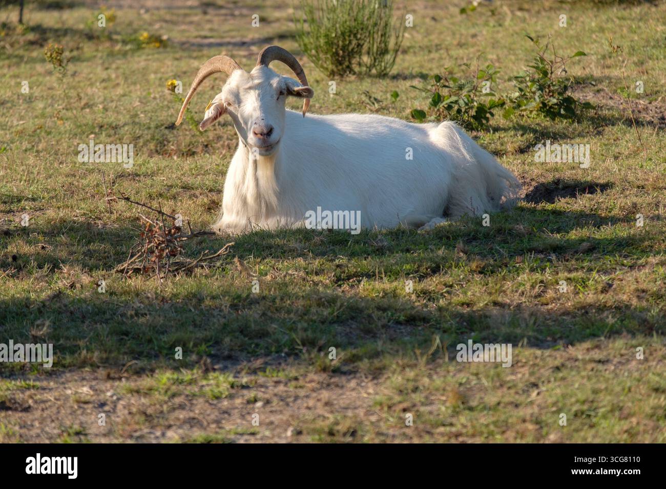 Capra bianca che riposa su un prato a Wahner Heide, Germania Foto Stock