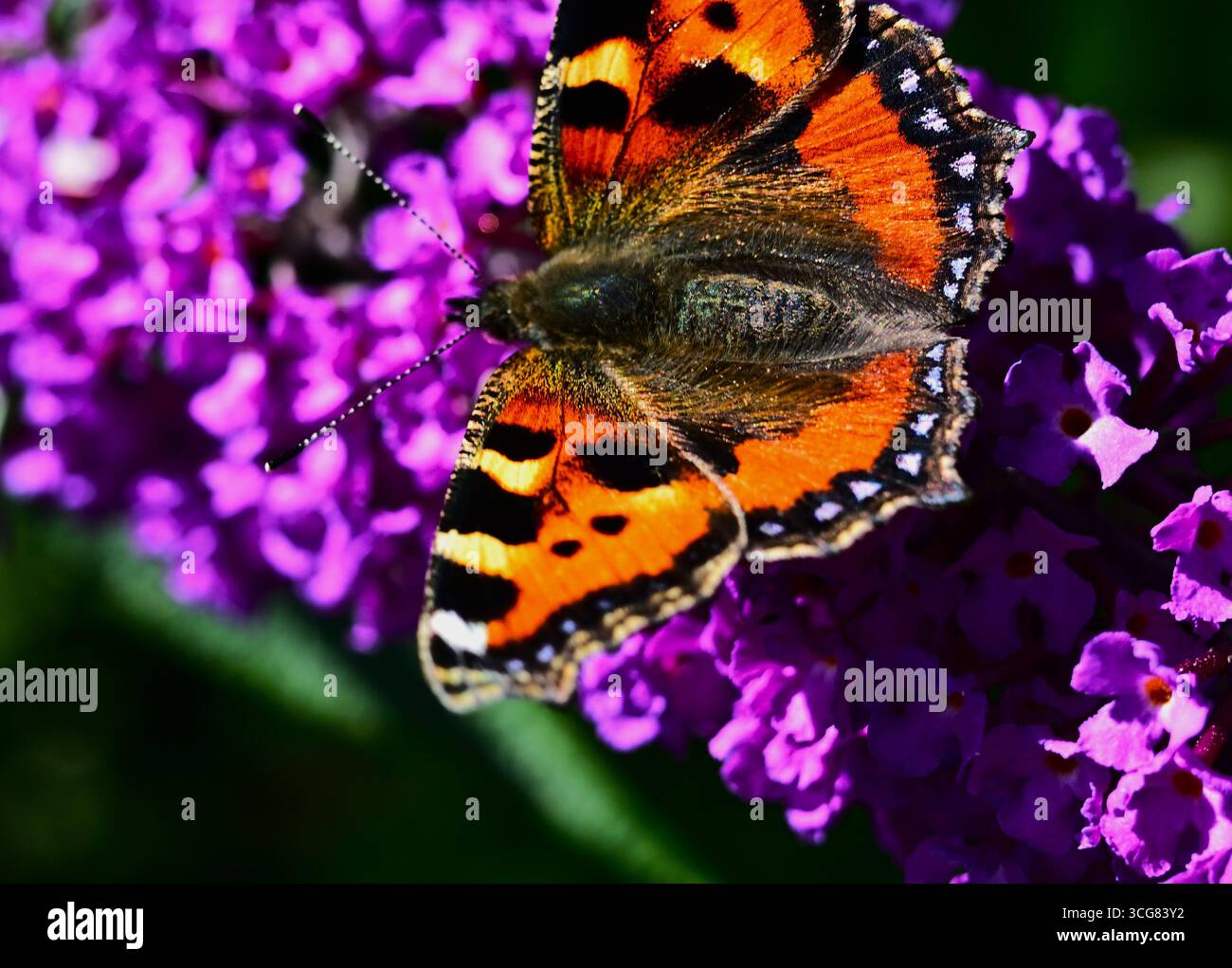 La piccola farfalla di tartaruga, Aglais urticae, Foto Stock