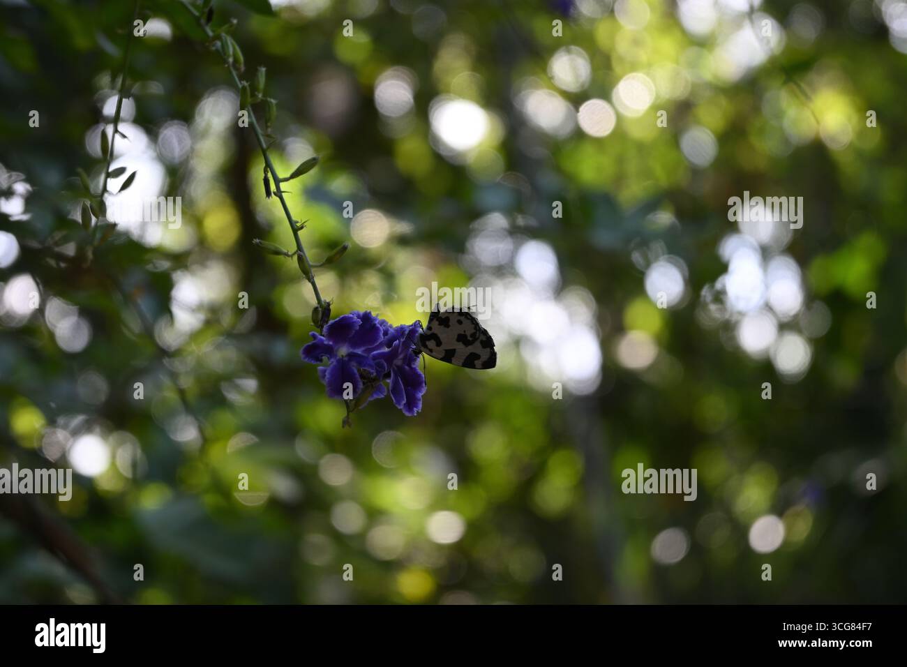 Vista di una farfalla Pierrot angolata (Caleta caleta) che raccoglie il nettare da un gruppo di fiori viola di una pianta dorata di goccia di rugiada (Duranta erecta) Foto Stock