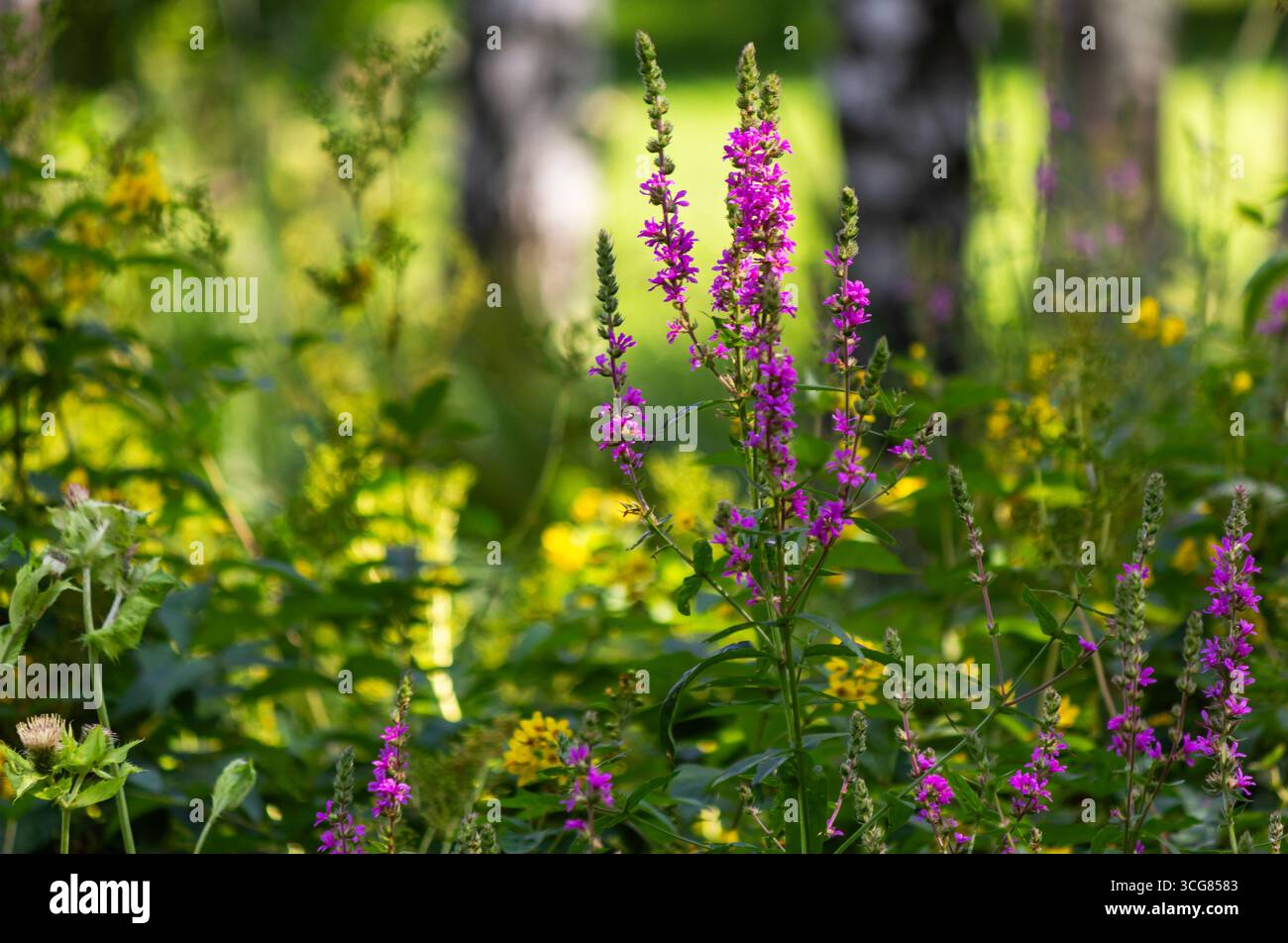 Vivaci fiori selvatici rosa e viola catturati con una luce soffusa sotto il cielo soleggiato, evocando un'atmosfera estiva calda e da sogno. Foto Stock