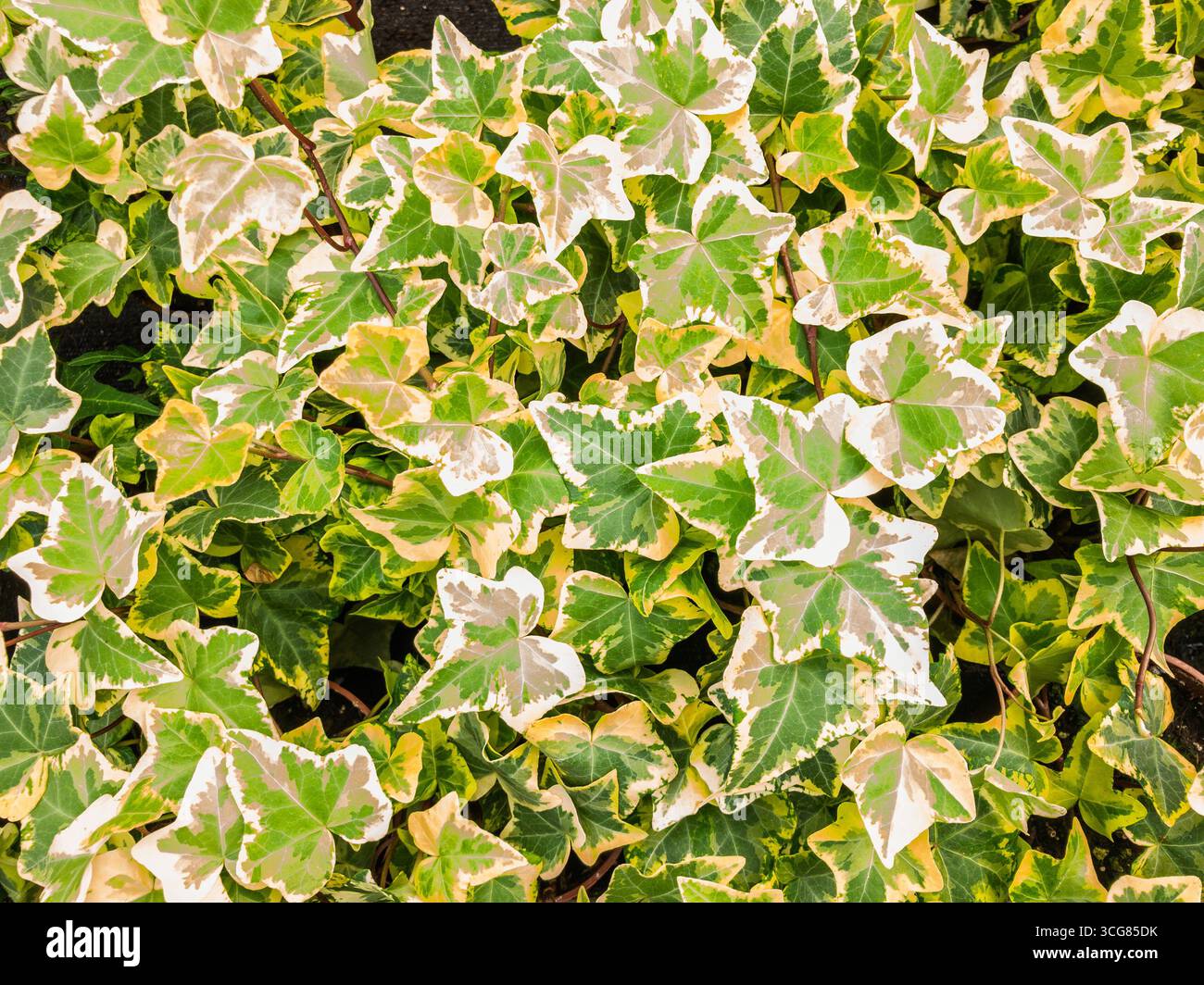 Primo piano delle foglie dell'edera, Hedera Helix Yellow. Foto Stock