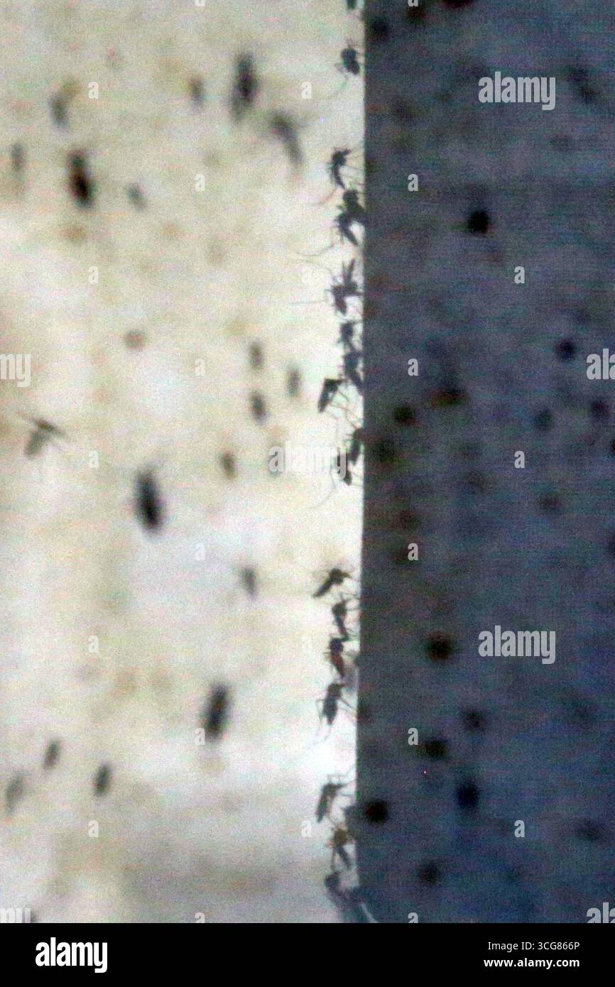 Crevalcore (Bologna). Il progetto sterile male del Centro Agricoltura ambiente prevede l'allevamento di zanzare tigre maschili sterilizzate da rilasciare in ambienti urbani tramite droni per combattere la trasmissione di dengue, zika e chikungunya. NB: PER UTILIZZARE LE FOTOGRAFIE, È OBBLIGATORIO MENZIONARE IL CENTRO AGRICOLTURA AMBIENTE - G. NICOLI - NEL TESTO O NELL'ARTICOLO. Foto Stock