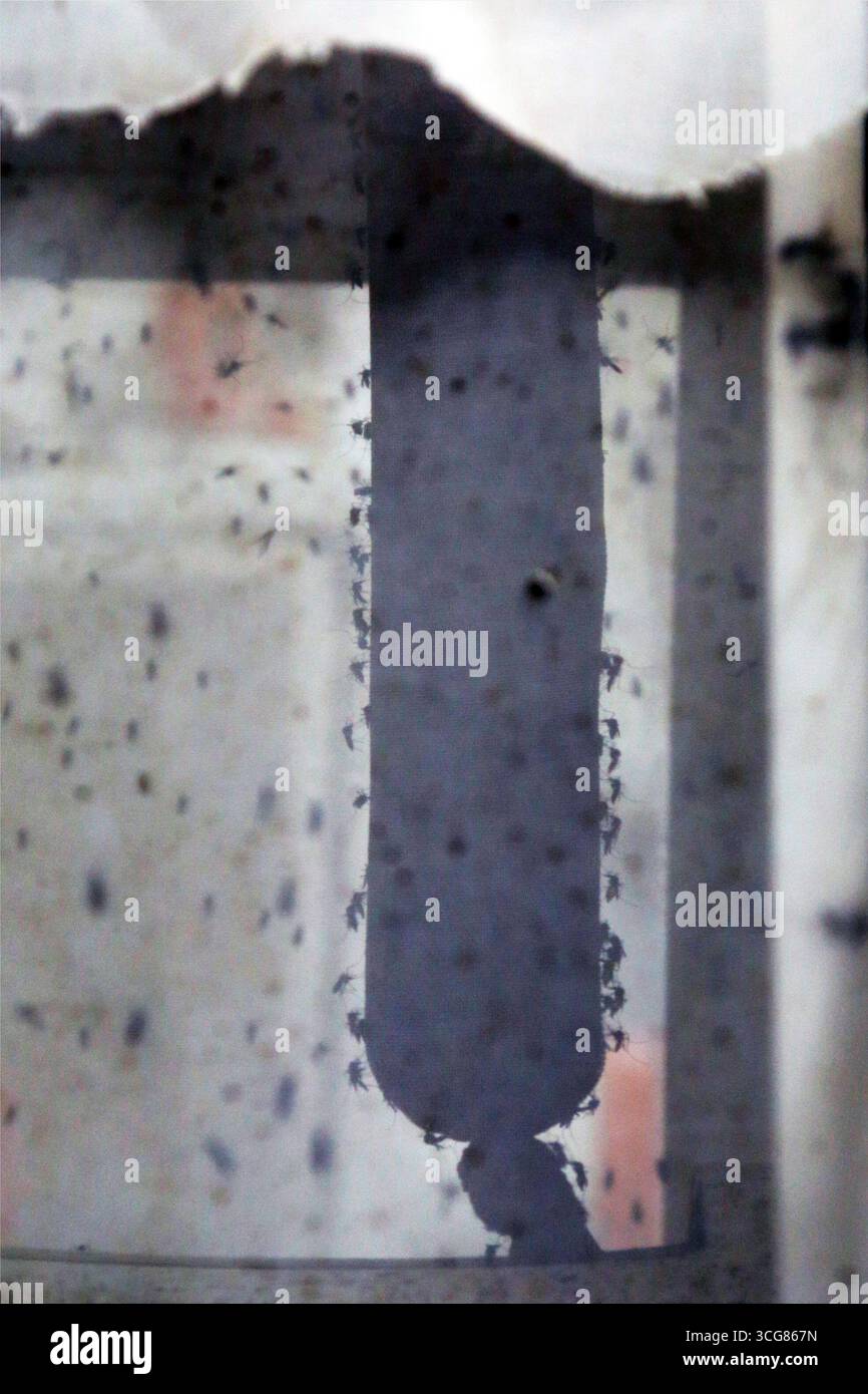 Crevalcore (Bologna). Il progetto sterile male del Centro Agricoltura ambiente prevede l'allevamento di zanzare tigre maschili sterilizzate da rilasciare in ambienti urbani tramite droni per combattere la trasmissione di dengue, zika e chikungunya. La foto mostra un intestino pieno di sangue da cui si nutrono le zanzare. NB: PER UTILIZZARE LE FOTOGRAFIE, È OBBLIGATORIO MENZIONARE IL CENTRO AGRICOLTURA AMBIENTE - G. NICOLI - NELLA DIDASCALIA O NELL'ARTICOLO. Foto Stock