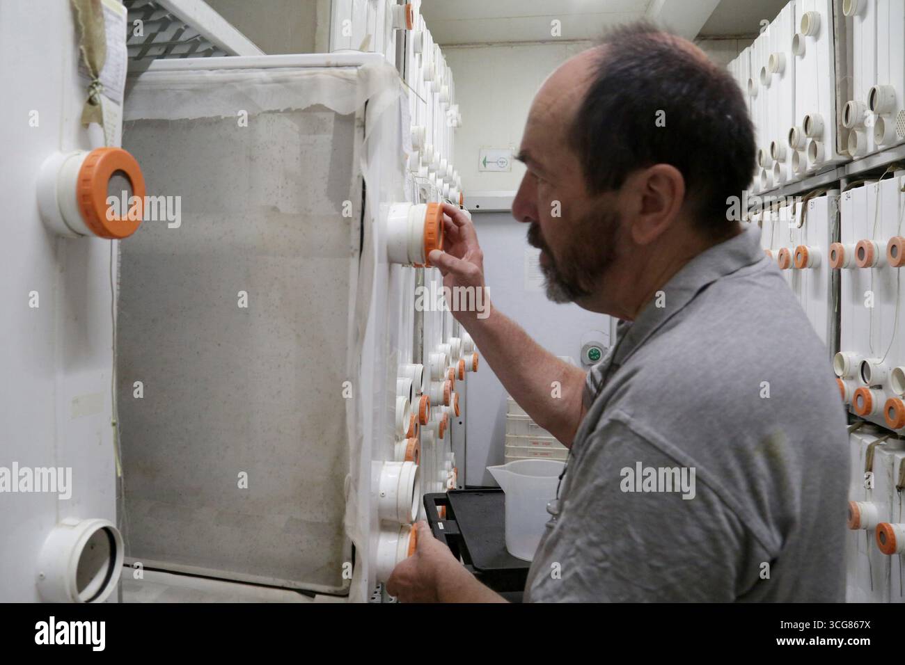 Crevalcore (Bologna). Il progetto sterile male del Centro Agricoltura ambiente prevede l'allevamento di zanzare tigre maschili sterilizzate da rilasciare in ambienti urbani tramite droni per combattere la trasmissione di dengue, zika e chikungunya. Nella foto c'è il Dr. Romeo Bellini, il creatore del progetto. NB: PER UTILIZZARE LE FOTOGRAFIE, È OBBLIGATORIO MENZIONARE IL CENTRO AGRICOLTURA AMBIENTE - G. NICOLI - NELLA DIDASCALIA O NELL'ARTICOLO. Foto Stock