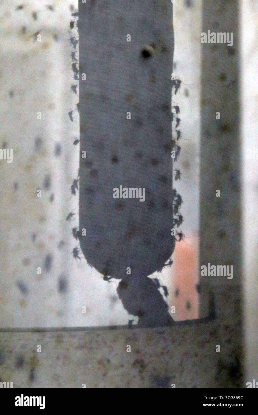 Crevalcore (Bologna). Il progetto sterile male del Centro Agricoltura ambiente prevede l'allevamento di zanzare tigre maschili sterilizzate da rilasciare in ambienti urbani tramite droni per combattere la trasmissione di dengue, zika e chikungunya. NB: PER UTILIZZARE LE FOTOGRAFIE, È OBBLIGATORIO MENZIONARE IL CENTRO AGRICOLTURA AMBIENTE - G. NICOLI - NEL TESTO O NELL'ARTICOLO. Foto Stock