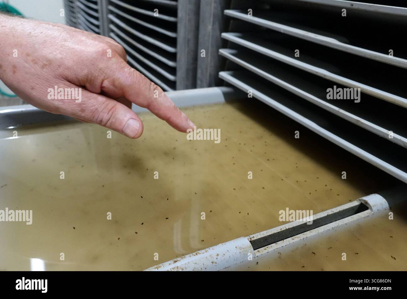 Crevalcore (Bologna). Il progetto sterile male del Centro Agricoltura ambiente prevede l'allevamento di zanzare tigre maschili sterilizzate da rilasciare in ambienti urbani tramite droni per combattere la trasmissione di dengue, zika e chikungunya. La foto mostra i vassoi dove vengono coltivate le larve di zanzara. NB: PER UTILIZZARE LE FOTOGRAFIE, È OBBLIGATORIO MENZIONARE IL CENTRO AGRICOLTURA AMBIENTE - G. NICOLI - NELLA DIDASCALIA O NELL'ARTICOLO. Foto Stock