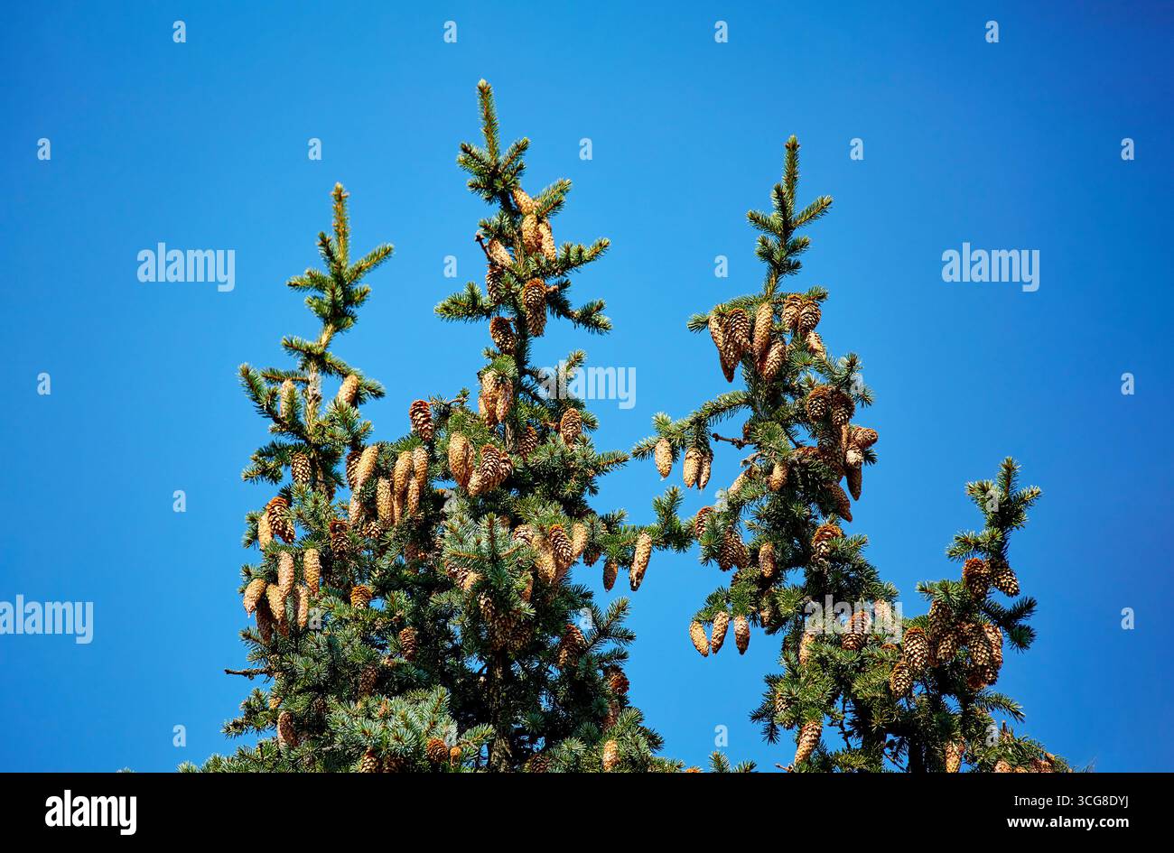 Immagine della sommità di un abete di conifere con coni contro un cielo blu Foto Stock