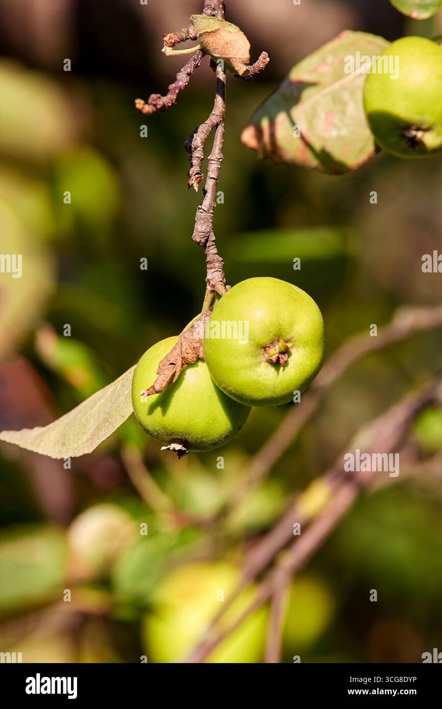 Immagine di due mele verdi che maturano su un ramo di melo Foto Stock