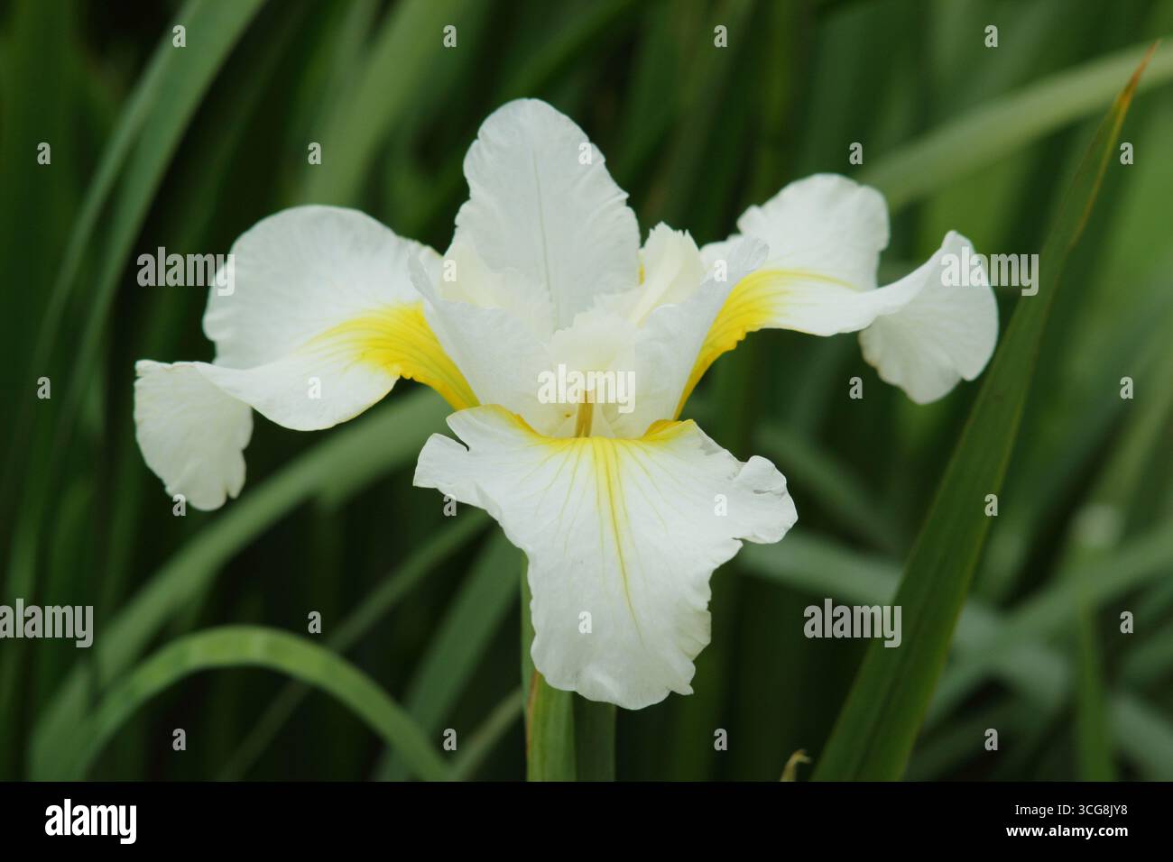 Iris Schneesturm, fiore dell'Iris siberiano all'inizio dell'estate. REGNO UNITO Foto Stock