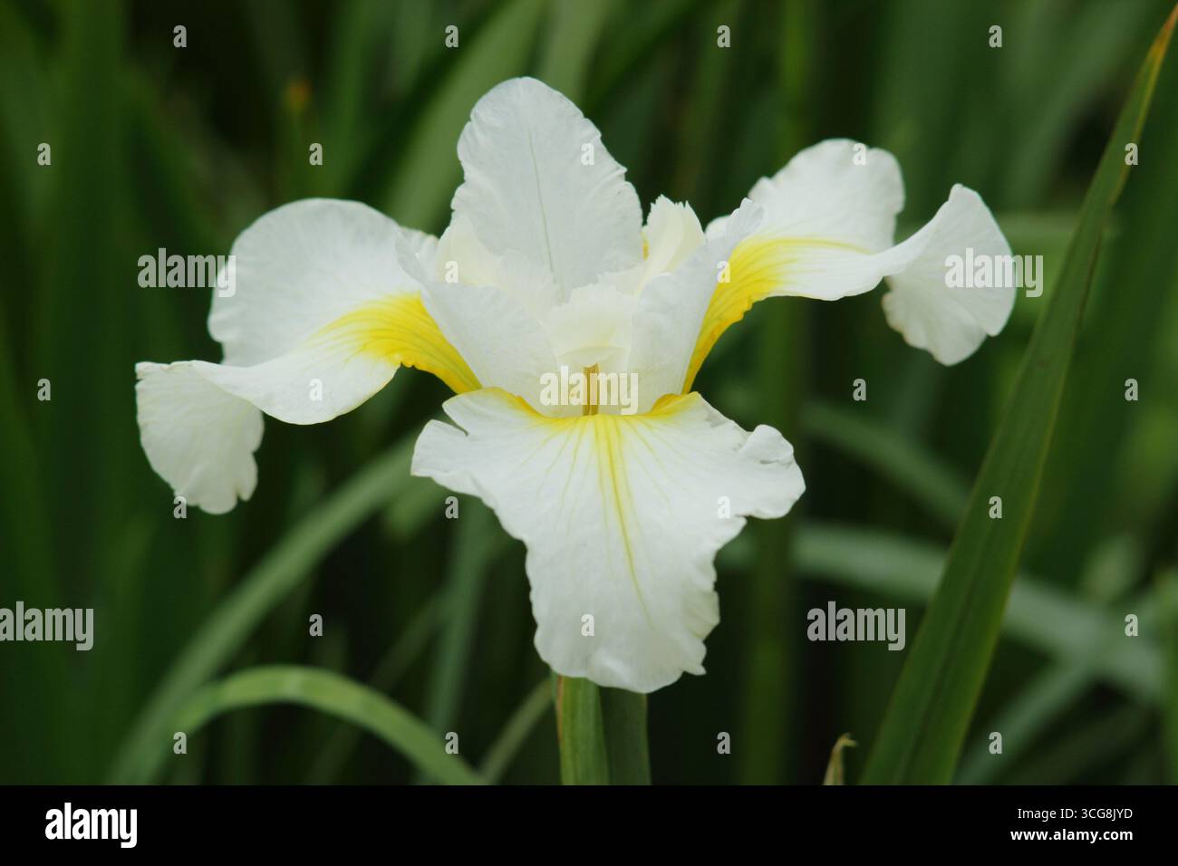 Iris Schneesturm, fiore dell'Iris siberiano all'inizio dell'estate. REGNO UNITO Foto Stock