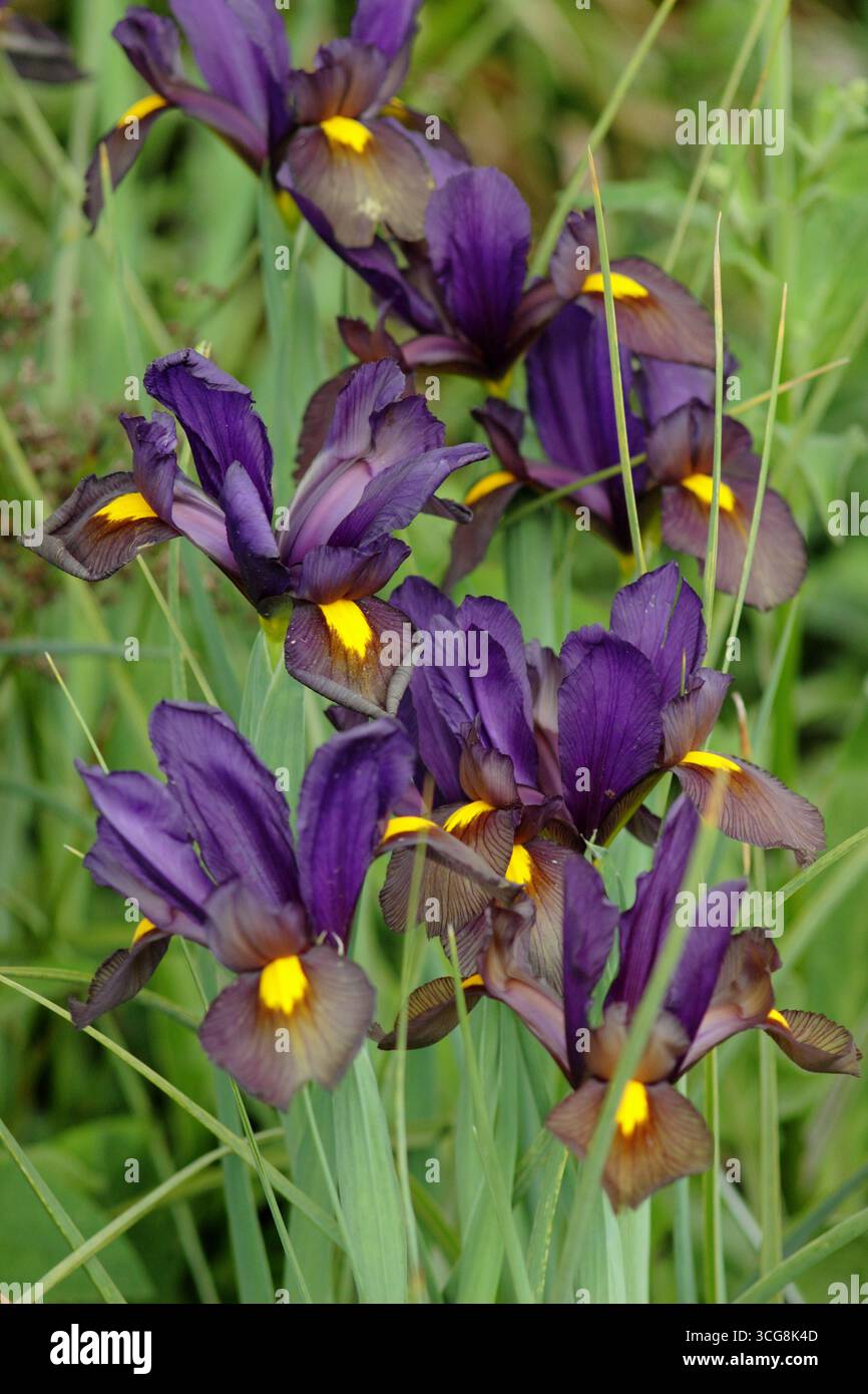 Iris Tigereye, che mostra le caratteristiche cascate viola e l'occhio giallo brillante. REGNO UNITO Foto Stock