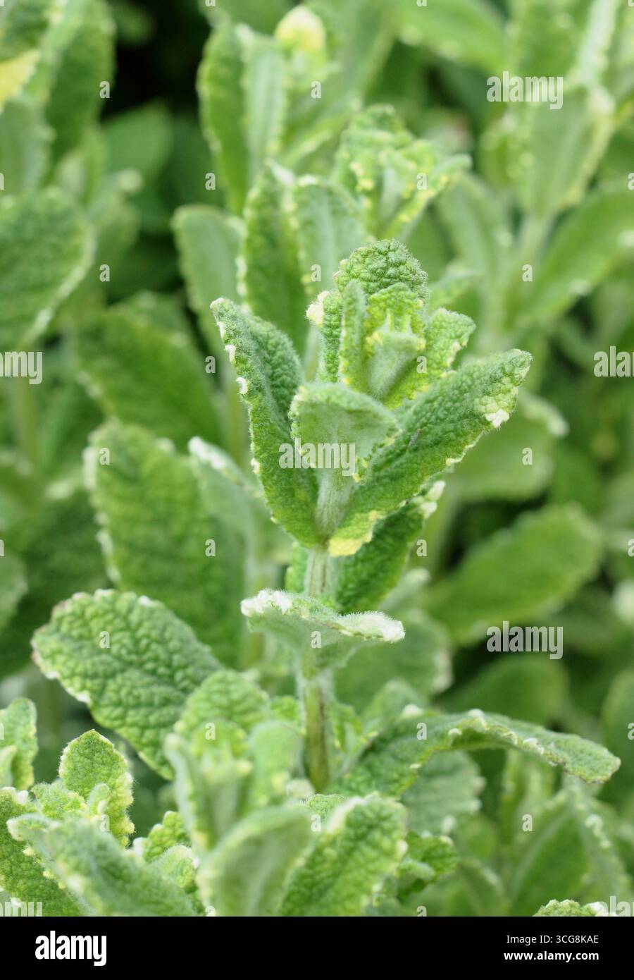 Mentha Suaveolens variegata ananas min Coltivazione variegata della menta di ananas. Foglie profumate con bordatura di panna. REGNO UNITO Foto Stock