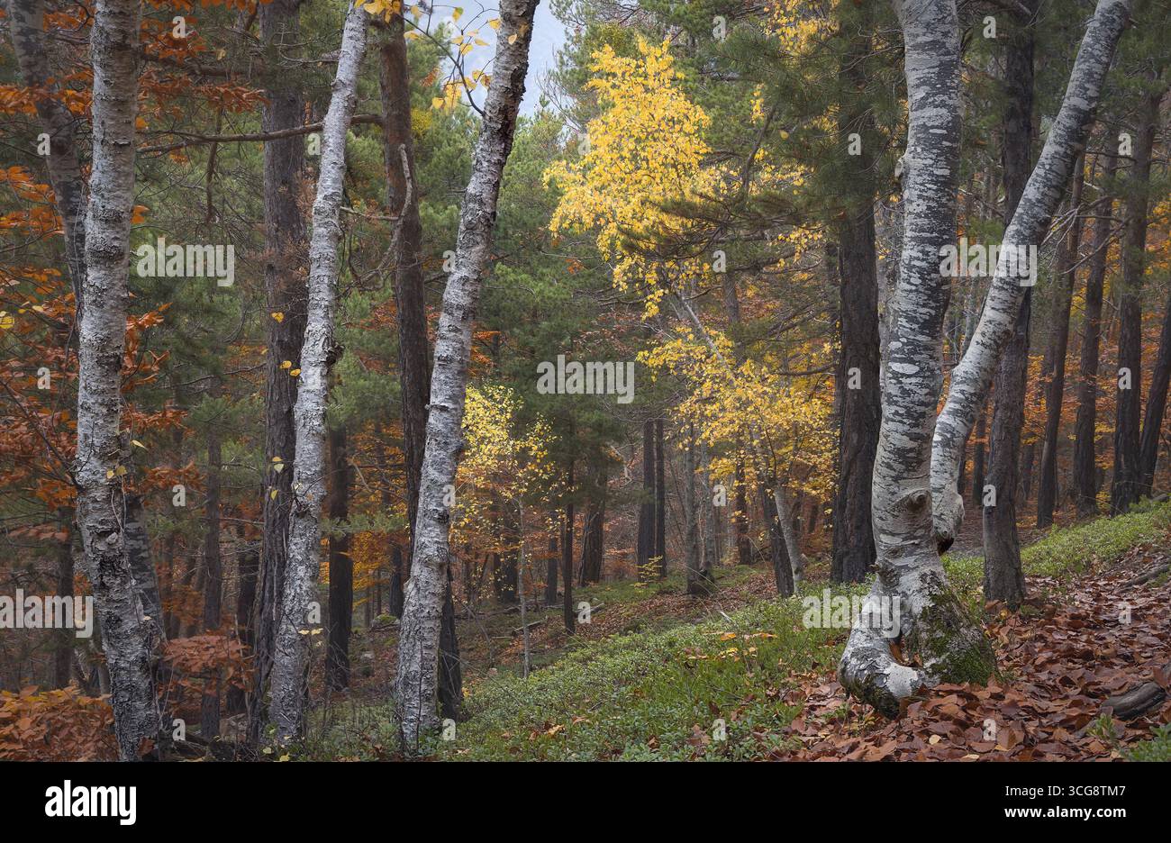 La Foresta di Viros è ricca di colori autunnali, dove le foglie dorate contrastano splendidamente con i verdi ricchi della Catalogna Foto Stock