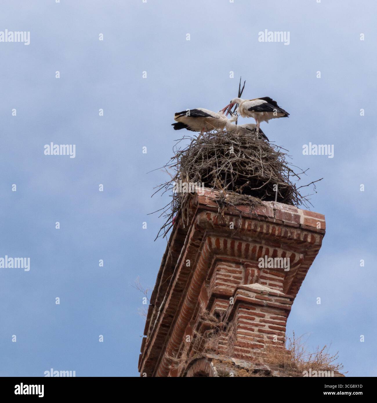 Vista delle cicogne arroccate sulla cima di una struttura in mattoni intemprati, il loro nido un groviglio di ramoscelli contro il cielo limpido, una scena serena, Alcala de Henares, Comunità di Madrid, Spagna. Foto Stock