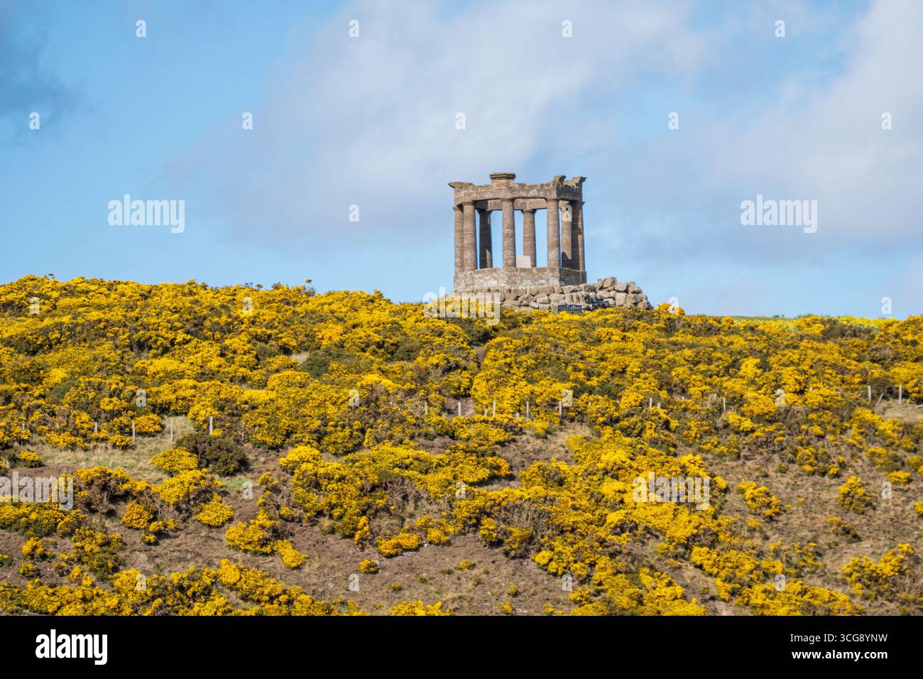 Vista di un monumento in pietra intemprata in cima a una vibrante collina ricoperta da un mare di cavallette gialle sotto un cielo luminoso, Stonehaven, Scozia, Regno Unito. Foto Stock